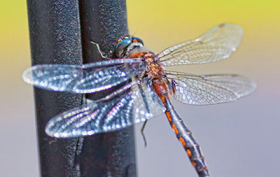 Dragonfly 26911