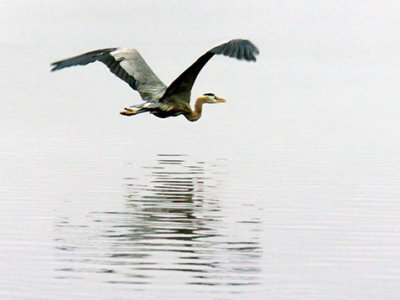 Heron In Foggy Flight 20120610