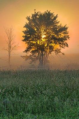 Tree In Misty Sunrise 24557-9