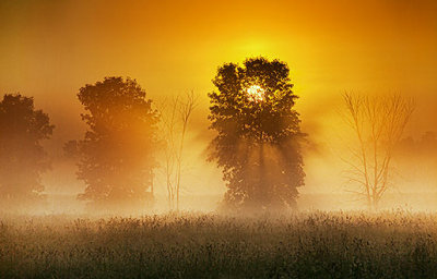 Trees In Misty Sunrise 20120619