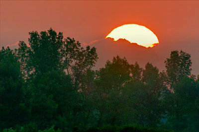Sunrise Over Trees 26982