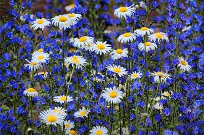 Wild Daisies Amid Lupin 20120622