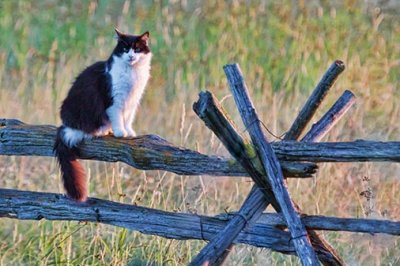 Cat On A Split Rail Fence 20120702