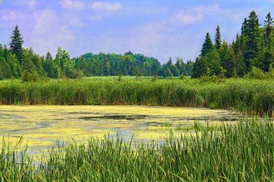 Summer Marsh 20120717