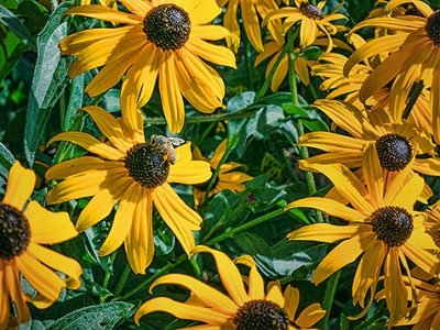 Black-eyed Susans 20120730