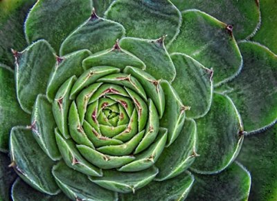 Hen & Chicks 20120801