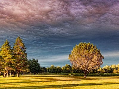 Trees Under Heavy Sunset Sky 01316