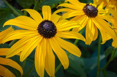 Black-eyed Susans 01522