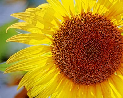 Backlit Sunflower 27827-8