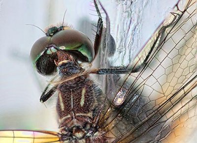 Dragonfly Closeup 20120818