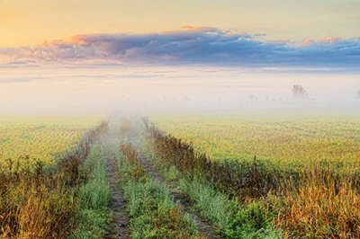 Misty Farm Lane At Sunrise 20120905