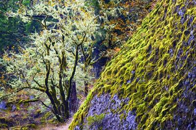 Mossy Tree & Rock