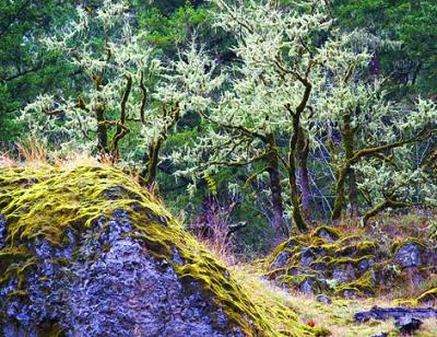 Mossy Rock & Trees