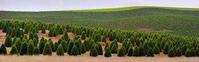 Field of Christmas Trees
