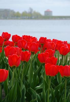 Kingston Tulips 20060502