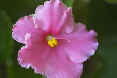 African Violet1