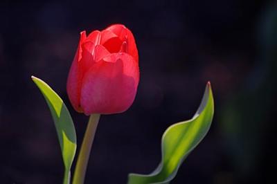 Red Tulip1