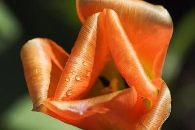 Droplets on an Orange Tulip