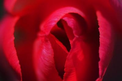 g4/75/47975/3/59826316.TulipThatThinkItsARose_34685.jpg