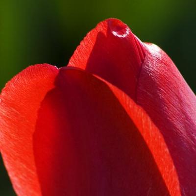 Tulip Closeup