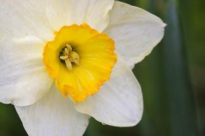 Daffodil Closeup