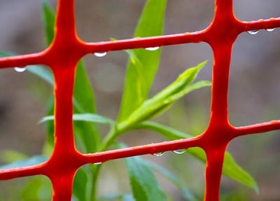 Rainy Red Fence 20060521