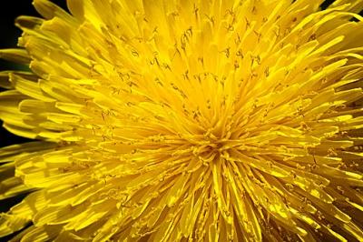 Dandelion Closeup