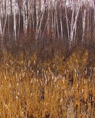 Birches & Cattails