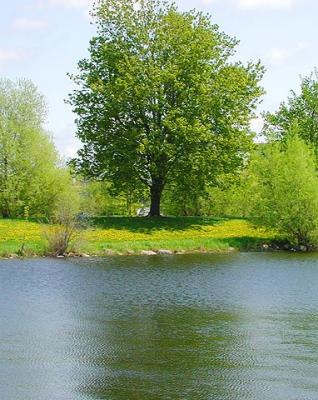 Dows Lake Tree