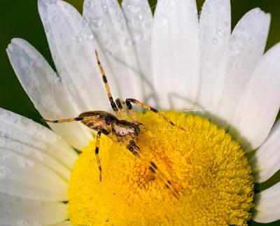 Spider on a Daisy