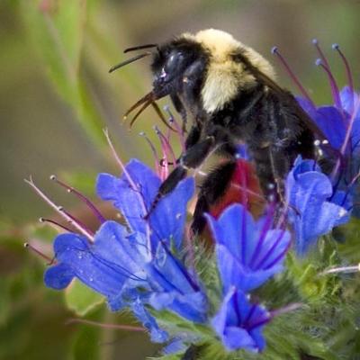 Bee in Blue Flowers