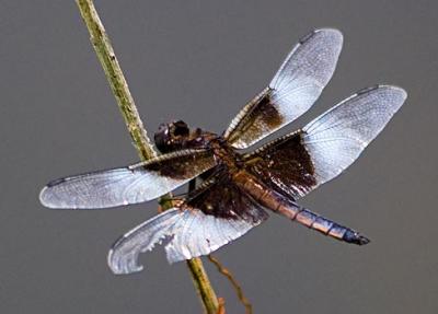 Battle-Scarred Dragonfly