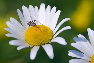 Spider on a Daisy2