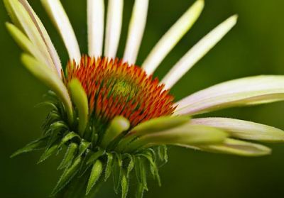 Young Coneflower