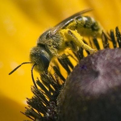 Bee on a Blackeyed Susan