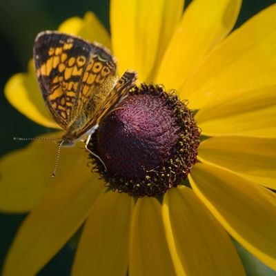 Butterfly on a Blackeyed Susan