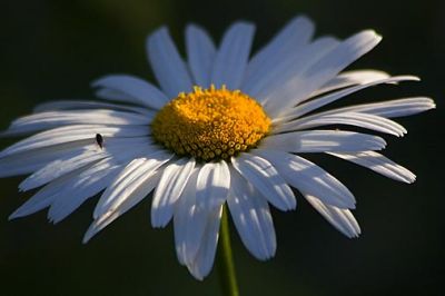Daisy in Late Light