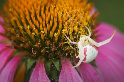Goldenrod Crab Spider on a Coneflower