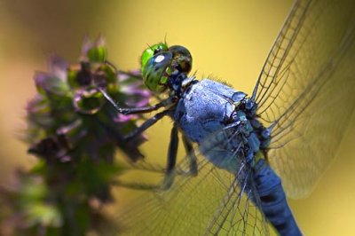 Blue Dragonfly Macro2