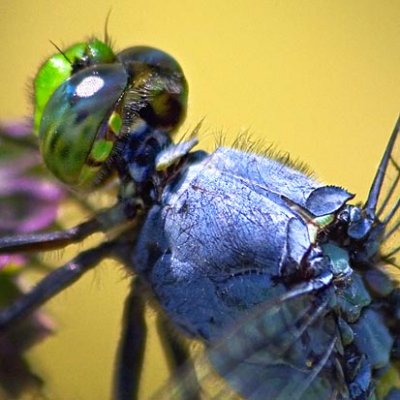 Blue Dragonfly Macro2 Detail