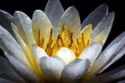 Water Lily Art