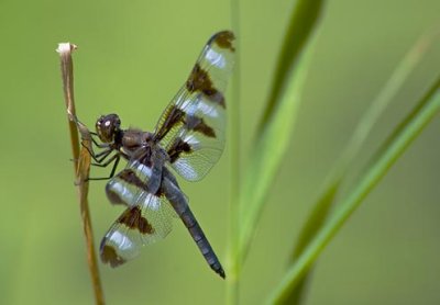 Dragonfly 39046