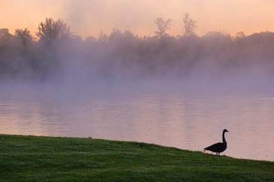 Goose At Dawn