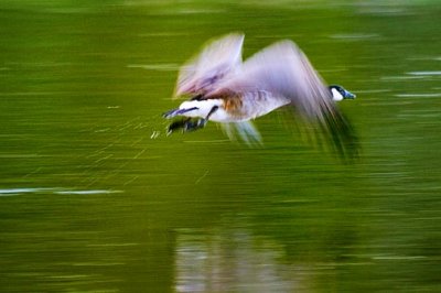 Goose Taking Flight