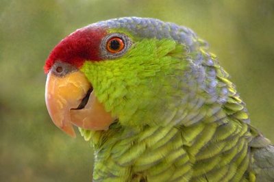 Parrot Closeup 77815