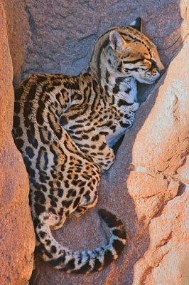Ocelot In A Crevice 77668