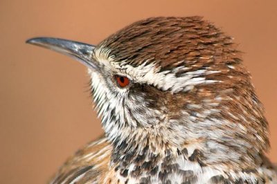 Cactus Wren Closeup 77234