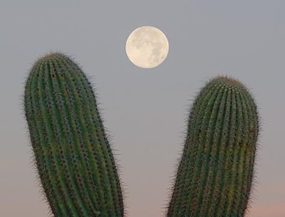Moon Over Cactus 78276