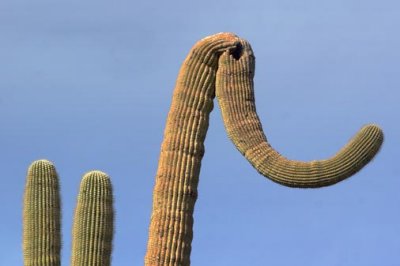 Elephant Saguaro 79825