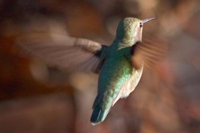 Hummingbird 80358